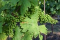 Vineyards under Palava. Czech Republic - South Moravian Region wine region. Royalty Free Stock Photo