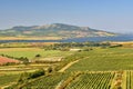 Vineyards under Palava. Czech Republic - South Moravian Region wine region. Royalty Free Stock Photo