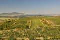 Vineyards under Palava. Czech Republic - South Moravian Region wine region. Royalty Free Stock Photo