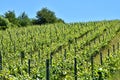 Vineyards under Palava. Czech Republic - South Moravian Region wine region. Royalty Free Stock Photo