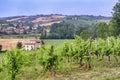 Vineyards in Val Tidone Piacenza, Italy Royalty Free Stock Photo