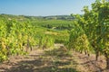 Vineyards in the valley of the Moselle at Stadtbredimus