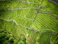 Vineyards of Valtellina