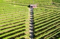 Vineyards of Valtellina IT - Grumello