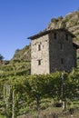 Vineyards in Valtellina