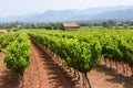 Vineyards in Var (Provence)