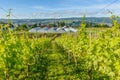 Vineyards and vegetable fields on Reichenau Island, Lake Constance, Germany Royalty Free Stock Photo