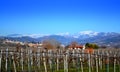 Vineyards Veneto Italy Royalty Free Stock Photo