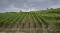 Vineyards view from the town Royalty Free Stock Photo