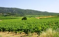 Vineyards in Vilafranca del Penedes Royalty Free Stock Photo