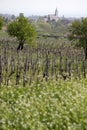 Vineyards and village church at Lake Balaton Royalty Free Stock Photo