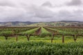 Vineyards, vine rows for wine production at spring time. It is about to rain, foggy and cloudy landscape. Hills and misty fields Royalty Free Stock Photo