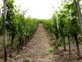 Vineyards Royalty Free Stock Photo