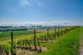 Swiss vineyards with a view on the alps