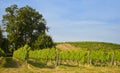 Vineyards, Walla Walla Wine Country, Washington Royalty Free Stock Photo