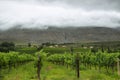 Vineyards in the way to Montagu