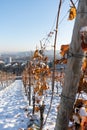 Vineyards in West Germany in winter