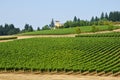 Vineyards in the Willamette Valley Oregon