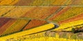 Vineyards wine autumn fall season colorful leaves nature panoramic view