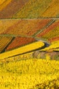 Vineyards wine autumn fall season colorful leaves nature portrait format