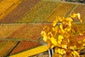 Vineyards wine autumn fall season colorful leaves nature