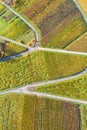 Vineyards wine autumn fall season nature aerial photo view portrait format