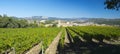 Vineyards, wine, Iratxe monastery