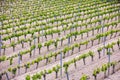 Vineyards in the wine-making region of La Rioja, Spain Royalty Free Stock Photo