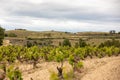 Vineyards in the wine-making region of La Rioja, Spain Royalty Free Stock Photo