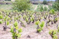 Vineyards in the wine-making region of La Rioja, Spain Royalty Free Stock Photo