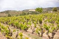 Vineyards in the wine-making region of La Rioja, Spain Royalty Free Stock Photo