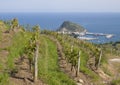 Vineyards for wine production in Getaria. Royalty Free Stock Photo