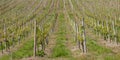 Vineyards, wine production (txakoli) Getaria. Royalty Free Stock Photo