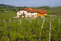 Vineyards, wine production (txakoli) Getaria. Royalty Free Stock Photo