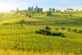 Vineyards of winegrowing Hallau Royalty Free Stock Photo