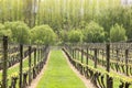 Vineyards at a winery in early Spring, Upper Moutere, Nelson, South Island, New Zealand