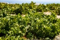 Vineyards at the winery. Grape bushes.