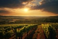 Vineyards and winery on sunset. France Vineyard Landscape. Bordeaux winemakers planning to uproot vineyards Royalty Free Stock Photo