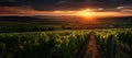 Vineyards and winery on sunset. France Vineyard Landscape. Bordeaux winemakers planning to uproot vineyards Royalty Free Stock Photo