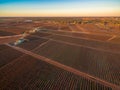 Vineyards in winter in Riverland.