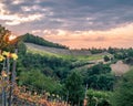 Vineyards and woods at Monteveglio hillside