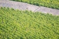 Vineyards of Wurzburg WÃÂ¼rzburg Germany wine, crops, vines Royalty Free Stock Photo