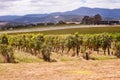 Vineyards in Yarra Valley near Melbourne, Australia Royalty Free Stock Photo