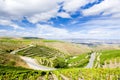 Vineyars in Douro