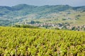 vineyars near Julienas, Beaujolais, Burgundy, France Royalty Free Stock Photo