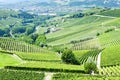Vineyars, Piedmont, Italy