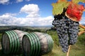Vineyeard in Chianti, Tuscany, Italy, famous lands Royalty Free Stock Photo