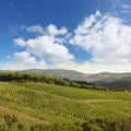 Vineyeard in Chianti, Tuscany, Italy, famous lands Royalty Free Stock Photo