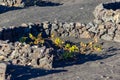 Viniculture in region La Geria on canary island Lanzarote: Vine planted in round cones in the volcanic ash