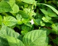 Vining green foliage bush in photo during sunny day.